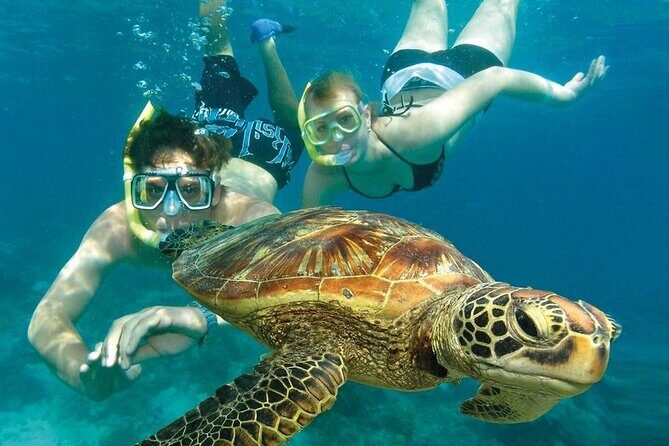 2 Hours Turtle Feeding, Shipwreck & Reef Snorkeling Tour Barbados - The Sum Up