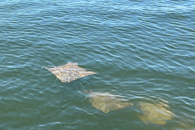 2 HR Dolphin Tour for 7 people - An In-Depth Look at the Fort Myers Dolphin Tour Experience