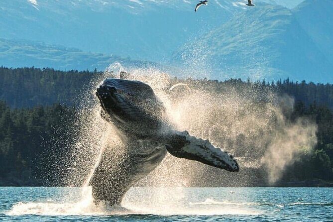 2 hr Private Custom Tour of Ketchikan (4 people) Wildlife + More - Itinerary and Experience Breakdown