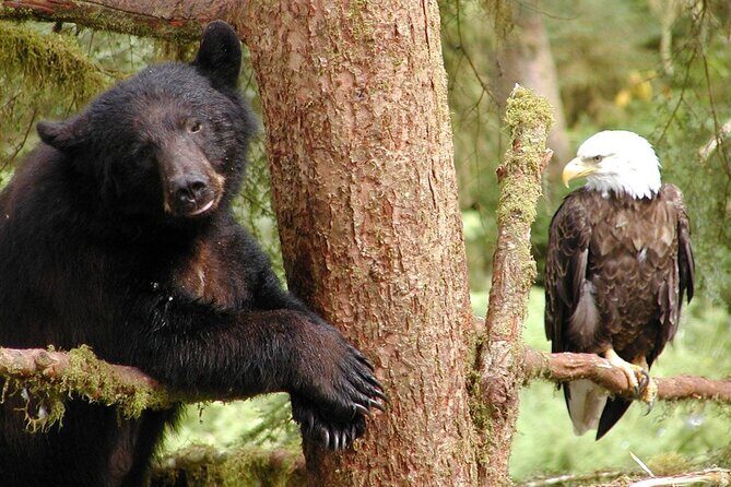 2 hr Private Custom Tour of Ketchikan (4 people) Wildlife + More - Practical Details and Amenities