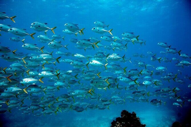 2 Location Snorkel Tour - Gear Included, 65 minutes per location - Key Points