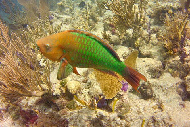 2 Location Snorkel Tour - Gear Included, 65 minutes per location - Discovering the Underwater World of Key Largo