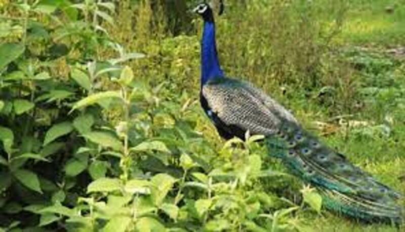 2 N 3 Days Chitwan tour package from Pokhara or Kathmandu - Exploring Chitwan: Nature and Wildlife in Detail