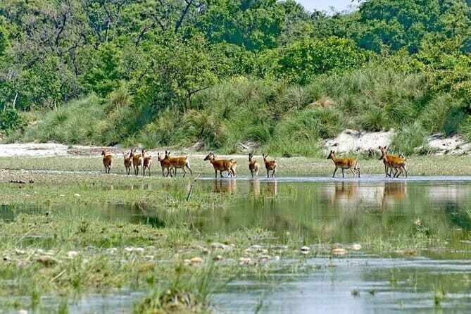 2 Night 3 Day Chitwan Jungle Safari Tour from Pokhara - The Itinerary in Detail