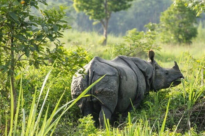 2 Night 3 Day Chitwan Jungle Safari Tour from Pokhara - FAQs