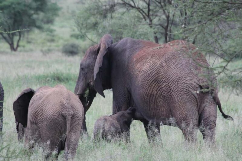 2-Night 3-Day to Mikumi from Dar-es-Salaam by luxury van - An In-Depth Look at the 3-Day Mikumi Safari