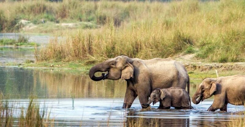 2 Night 3 Days Chitwan National Park/From Kathmandu/Pokhra - Exploring the Tour in Detail