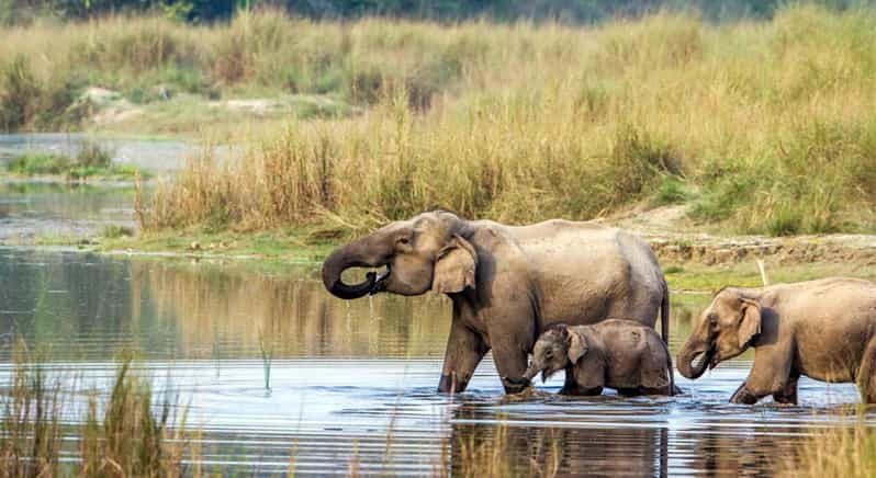 2 Night 3 Days Chitwan National Park/From Kathmandu/Pokhra - Day 1: Arrival and First Safari