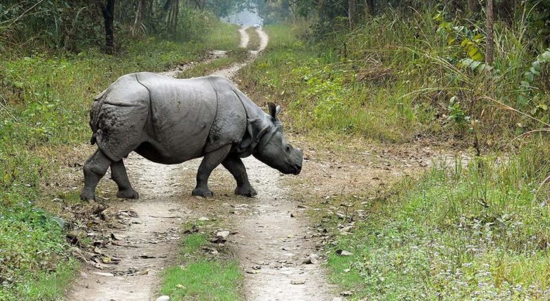 2 Night 3 Days Chitwan National Park/From Kathmandu/Pokhra - Day 2: Full-Day Wildlife and Cultural Activities