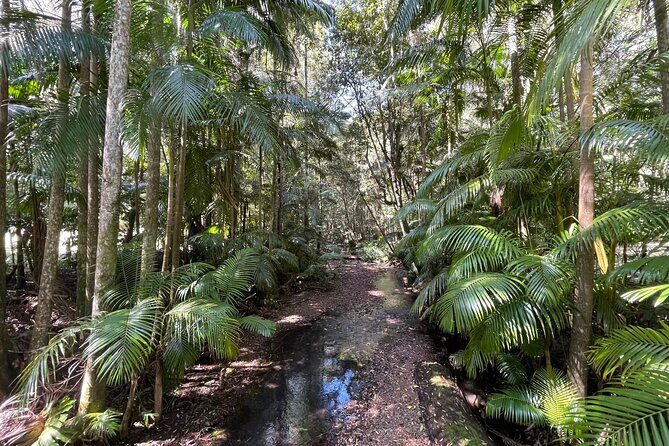 2 Night Rainforest Glamping Adventure near Byron Bay - Who Should Consider This Tour?