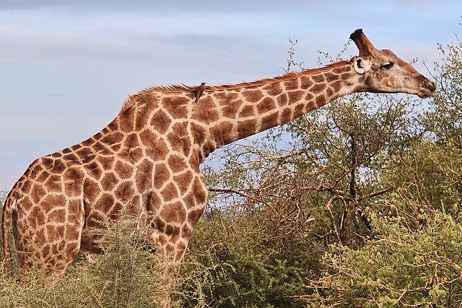 2 Nights & 3 Day Kruger National Park Safari & Panorama Route - Practicalities and Value: What the Tour Includes and What to Consider