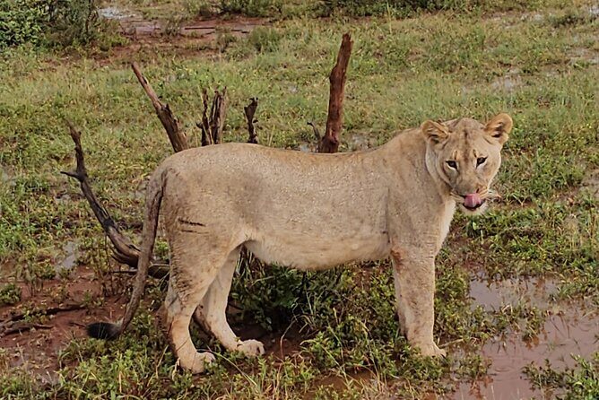 2 Nights & 3 Day Kruger National Park Safari & Panorama Route - The Sum Up: Is This the Right Safari for You?