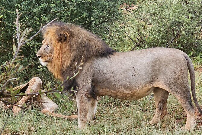 2 Nights & 3 Day Kruger National Park Safari & Panorama Route - FAQ