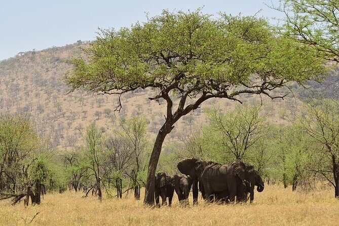 2 Nights 3 Days Amboseli National Park With 4*4 Vehicle - Practical Tips for Future Travelers