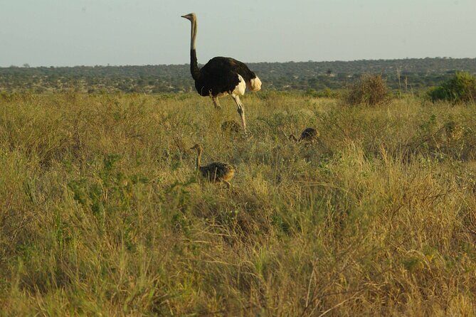 2 nights 3 days Masai Mara safari package - Practical Details and What to Expect