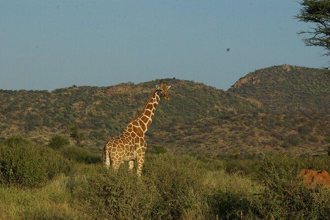 2 nights 3 days Masai Mara safari package - Why This Safari Works for You