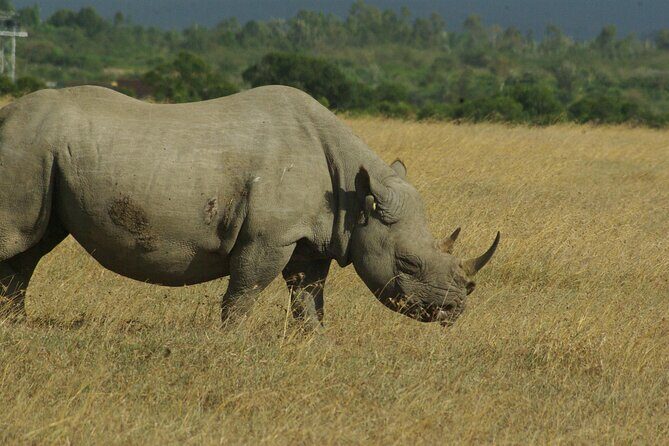 2 nights 3 days Masai Mara safari package - The Sum Up