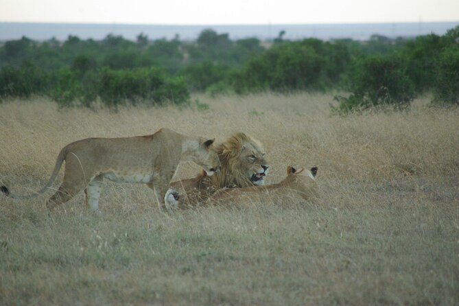 2 nights 3 days Masai Mara safari package - FAQ