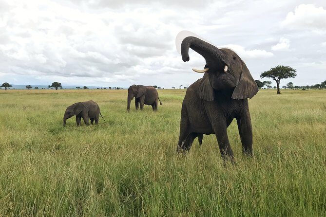 2 nights 3 days safari to mikumi national park - Key Points