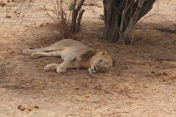 2 nights 3 days safari to mikumi national park - Final Thoughts: Who Is This Tour Best For?