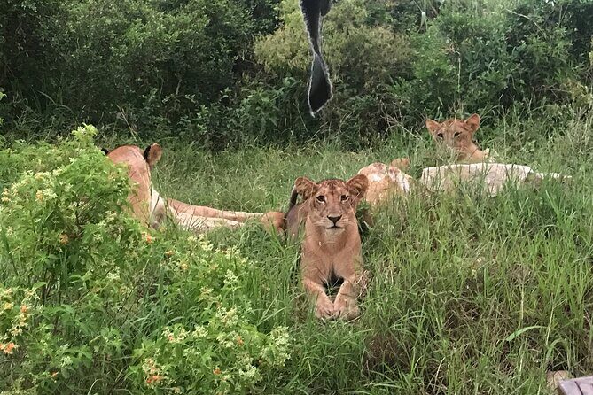 2 nights 3 days safari to mikumi national park - Frequently Asked Questions (FAQs)