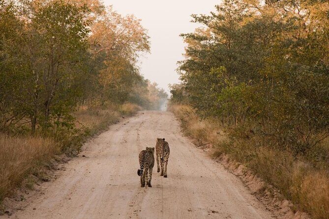 2 Nights Lion King Safari to Kruger from Nelspruit - An In-Depth Look at the Tour
