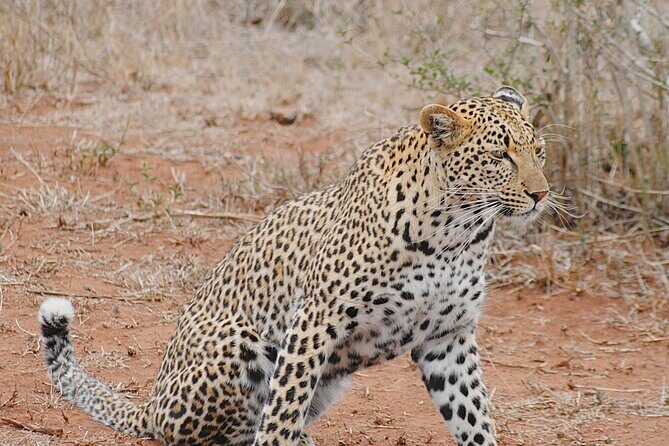 2 Nights Lion King Safari to Kruger from Nelspruit - Day Two: Exploring Sabi Sand and a Private Lodge Stay