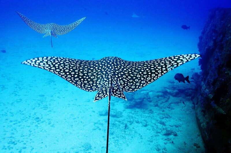 2 Ocean Dives: MUSA Underwater Museum and Manchones Reef - What’s Included and What You Should Budget For