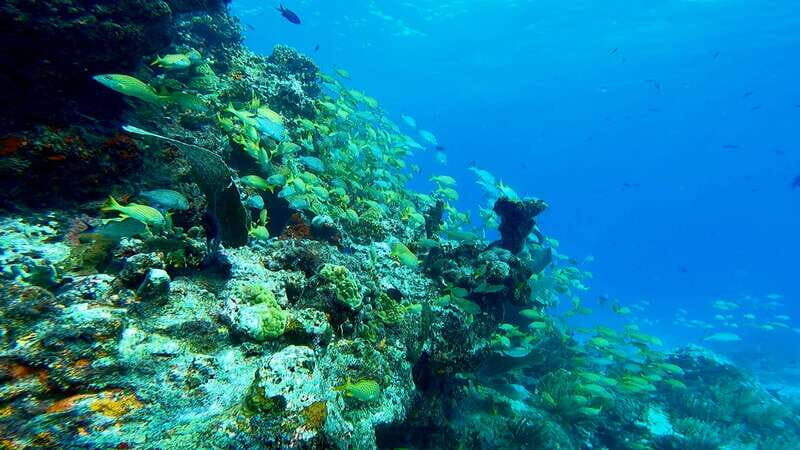 2 Ocean Dives: MUSA Underwater Museum and Manchones Reef - Authentic Traveler Insights