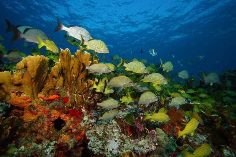 2 Ocean Dives: MUSA Underwater Museum and Manchones Reef - Final Thoughts: Who Will Appreciate This Tour?