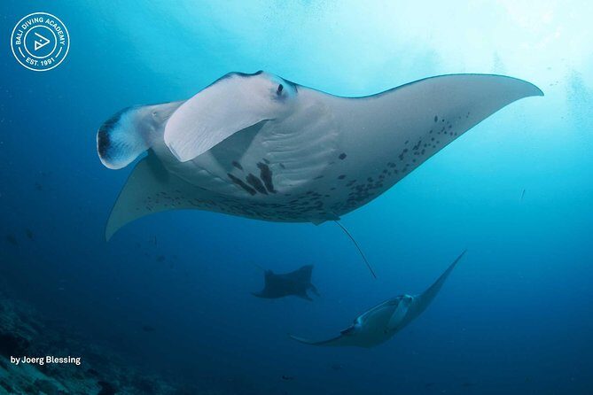 2 or 3 dives in Nusa Lembongan and Penida, for certified diver (in Lembongan) - Key Points