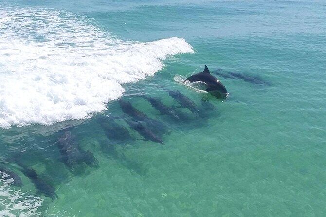2-Stop Snorkeling and Dolphin Cruise from Destin - Key Points