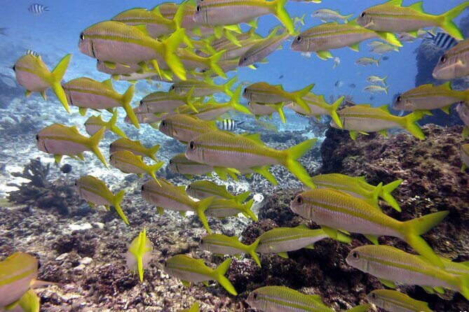2 Tank (1 Day) Guided Diving for Certified Divers - Denarau Marina - Who Is This Tour Best Suited For?