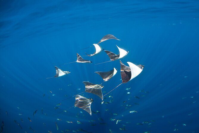 2 Tank Combo Cabo Reserve & Corridor, certified divers with MANTA - Key Points