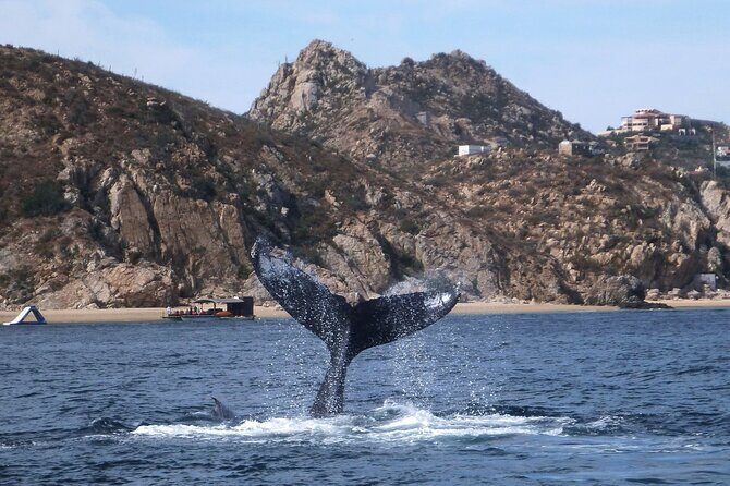 2 Tank Combo Cabo Reserve & Corridor, certified divers with MANTA - The Sum Up: The Right Choice for Authentic, Well-Guided Diving