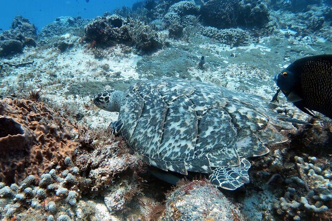 2 Tank Cozumel Reef Boat Dives - The Marine Environment: A Visual Feast
