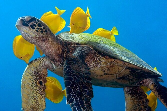 2-Tank Daytime Scuba Dive Boat Trip - What Makes This Tour Stand Out?