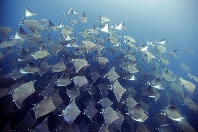 2 Tank Dive - Certified Divers (Santa Maria Bay & Chileno Bay) - Exploring the 2 Tank Dive: Certified Divers in Cabo San Lucas