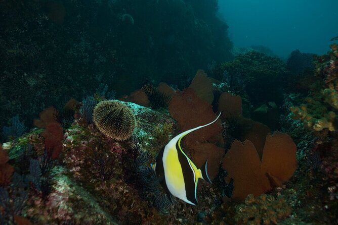 2 Tank Dive - Certified Divers (Santa Maria Bay & Chileno Bay) - Key Points