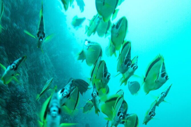 2 Tank Dive - Certified Divers (Santa Maria Bay & Chileno Bay) - Who Might Want to Consider Other Options
