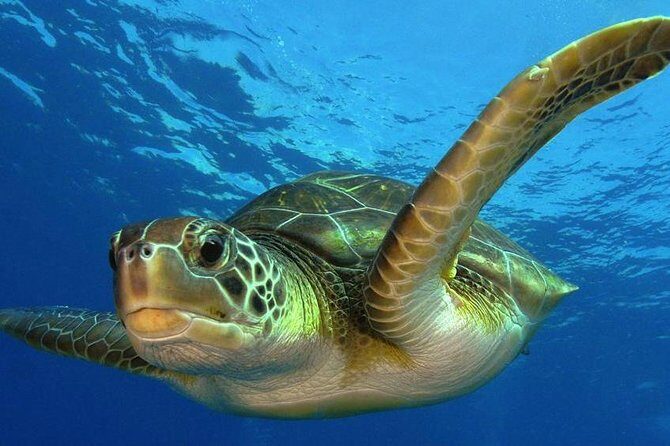 2 Tank Dive (for certified divers) - A Close Look at the Costa Maya 2 Tank Dive Experience