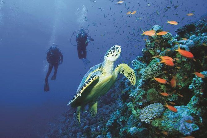 2 Tank Dive in Cozumel - The Dive Experience in Detail