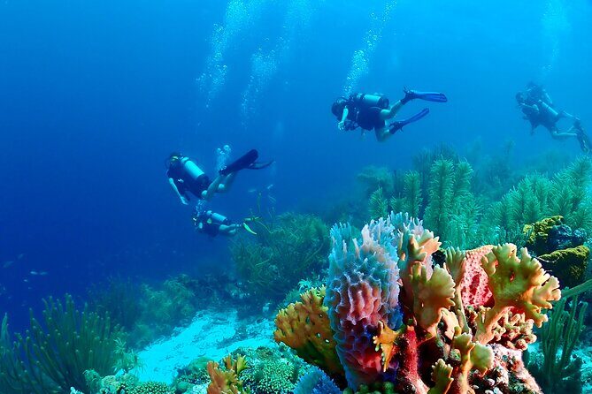 2 Tank Guided Dive half-day - Introduction
