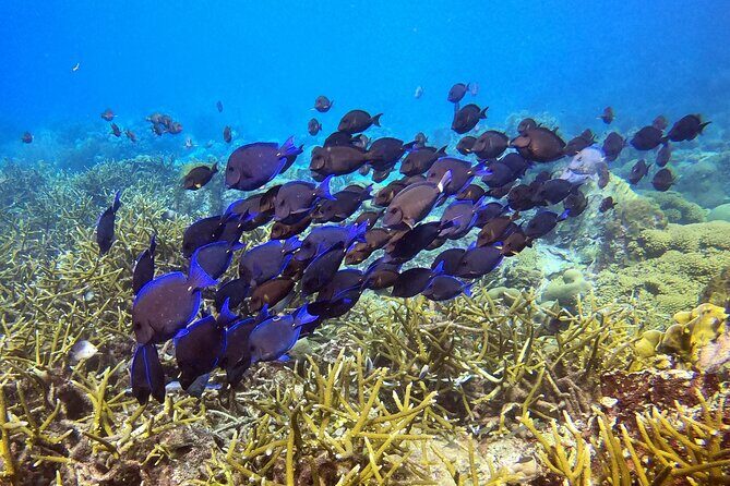 2 tank guided dive House Reef (Pierbaai Reef and Car Pile) - An In-Depth Look at the Tour Experience