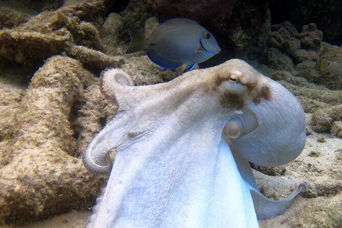 2 tank guided dive House Reef (Pierbaai Reef and Car Pile) - The Sum Up