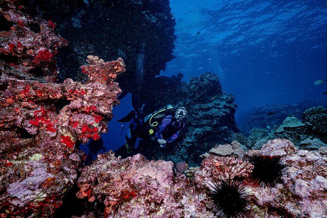 2 Tank Lanai Cathedral Scuba Dive Via Boat for Certified Divers - The Itinerary in Detail