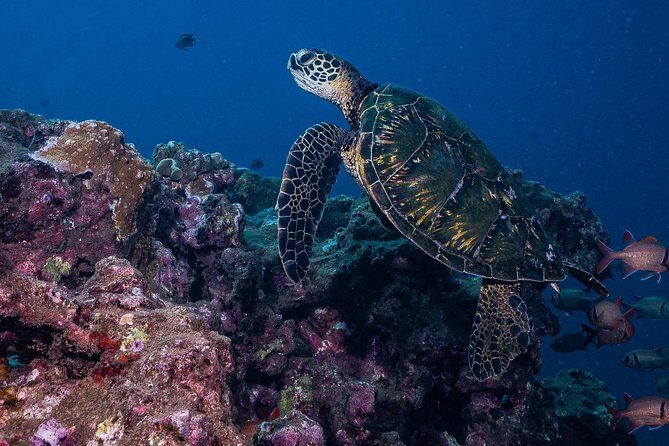2-Tank Maui Turtle Scuba Dive or Snorkel Boat Tour - Authentic Experiences from Past Participants
