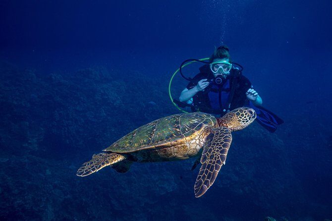 2-Tank Maui Turtle Scuba Dive or Snorkel Boat Tour - The Sum Up