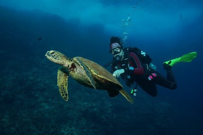 2-Tank Maui Turtle Scuba Dive or Snorkel Boat Tour - Frequently Asked Questions