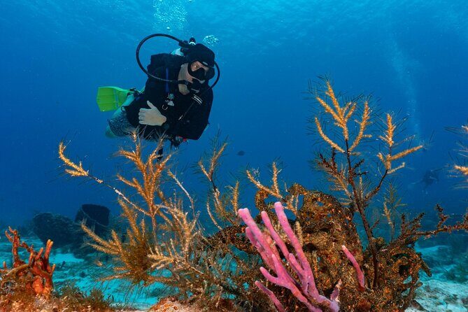 2 Tank Morning Dive: Scuba Diving in Cozumel - Who Is This Tour Best For?